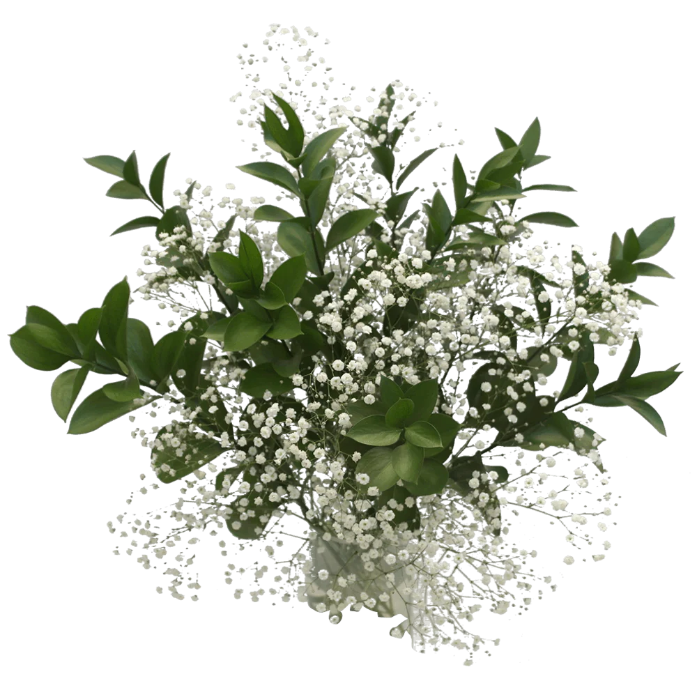 Baby's Breath & Ruscus Leaves