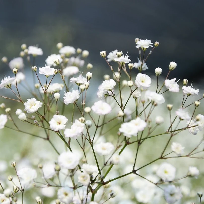 Baby's Breath & Ruscus Leaves - Image 3