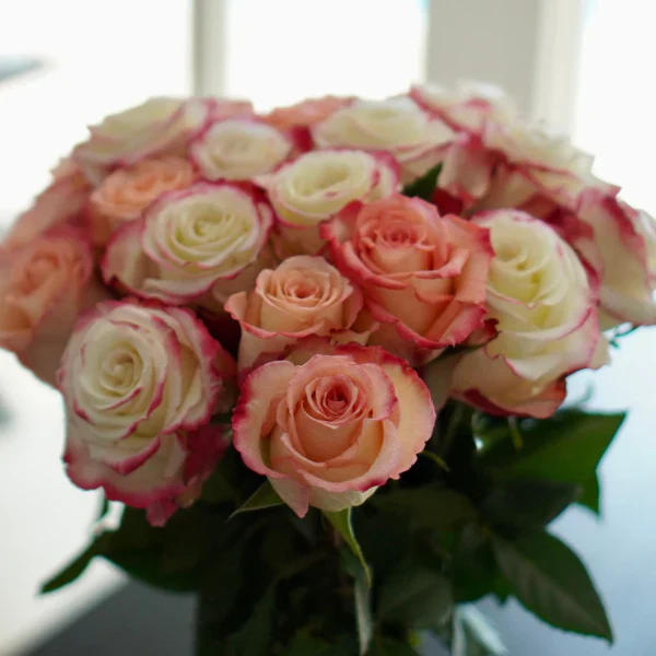 Farmer's Choice Bi-Color Pastel Long Stem Roses - Image 4
