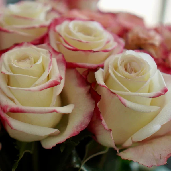 Farmer's Choice Bi-Color Pastel Long Stem Roses - Image 5