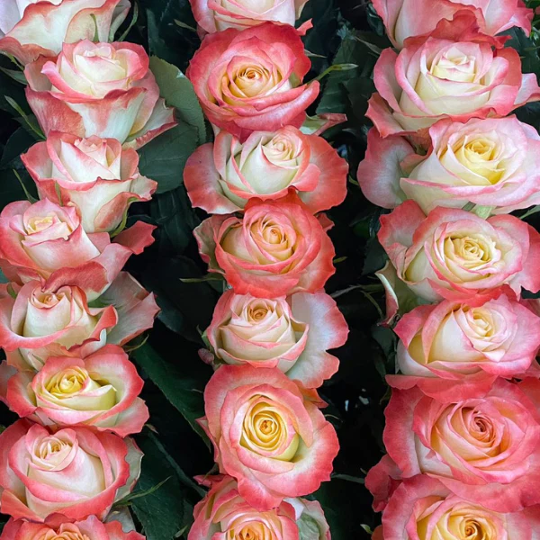 Farmer's Choice Bi-Color Pastel Long Stem Roses - Image 7