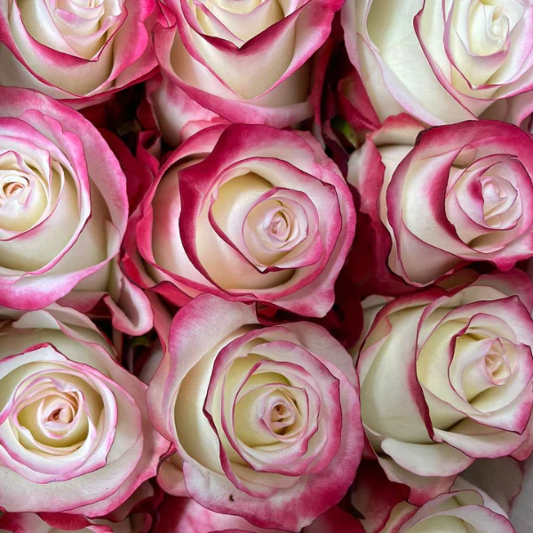 Farmer's Choice Bi-Color Pastel Long Stem Roses - Image 8