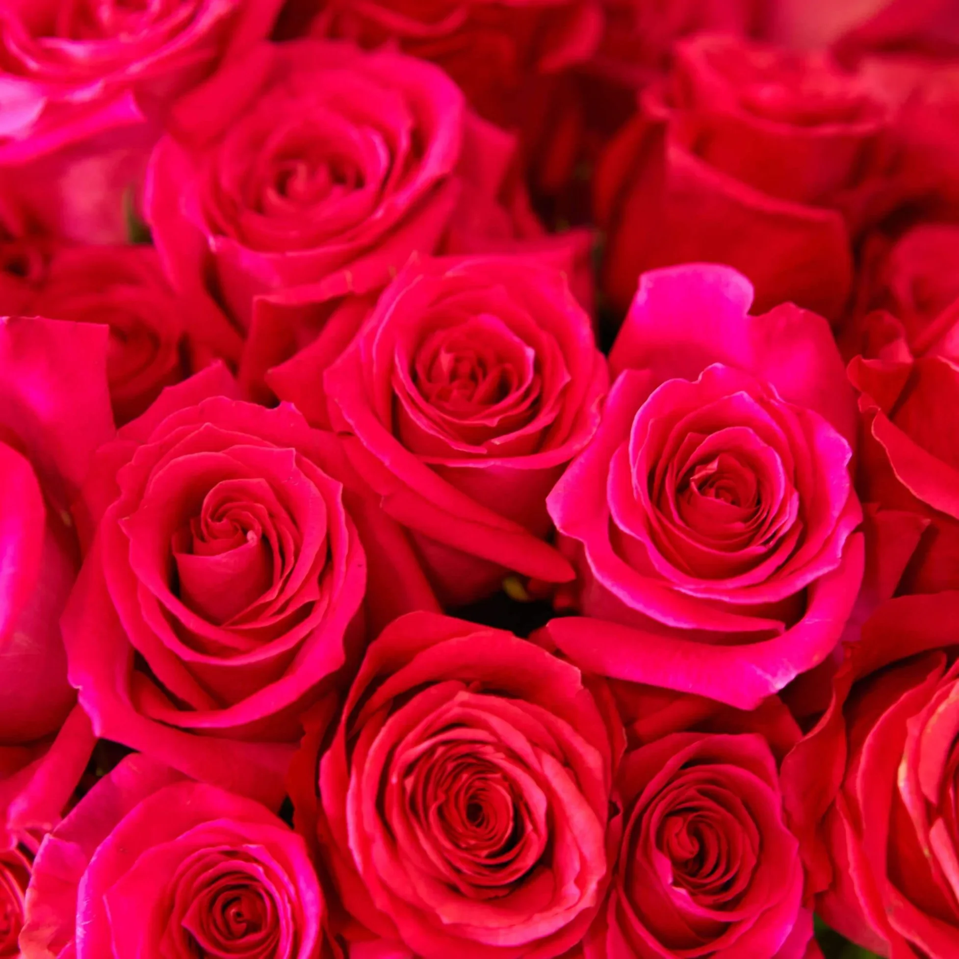 Hot Pink Long Stem Roses (Add On) - Image 3