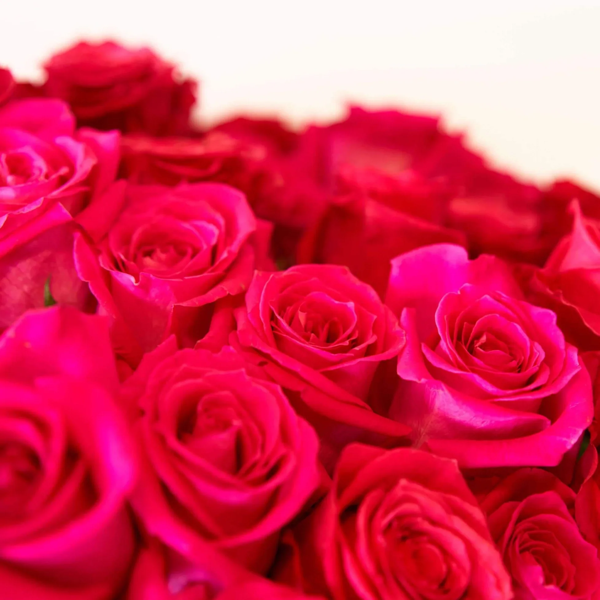 Hot Pink Long Stem Roses (Add On) - Image 4