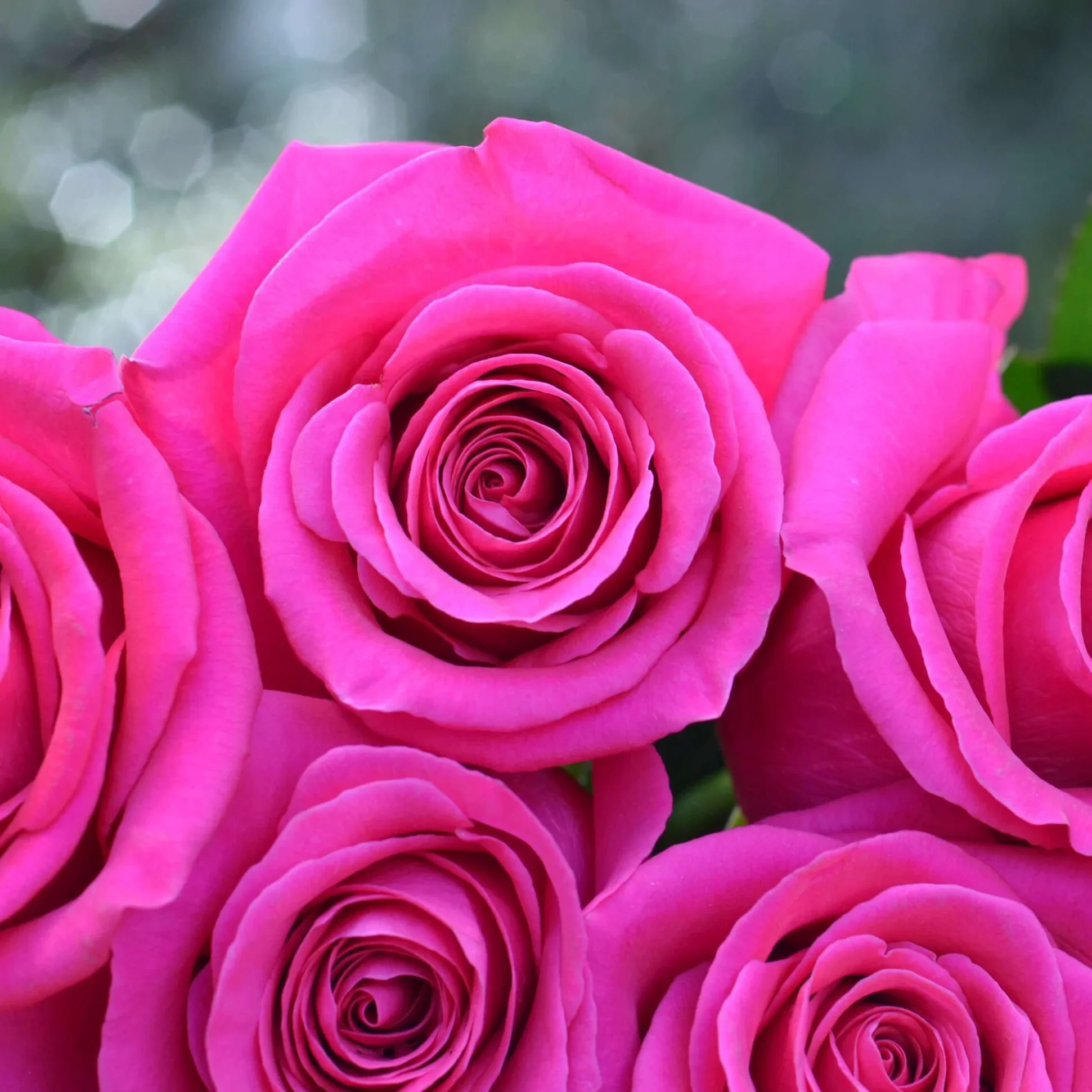 Hot Pink Long Stem Roses (Add On) - Image 6
