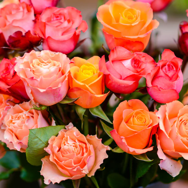 Luxury Long-Stem Roses - Image 4