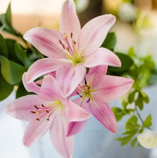 Elegant Lilies (Addon) - Image 4