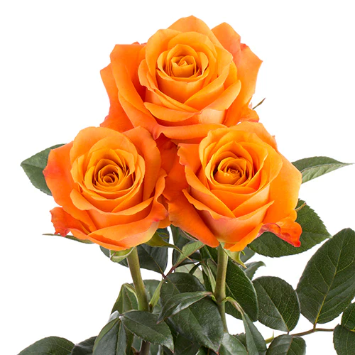 Orange Citrus Long Stem Roses (Add On) - Image 5