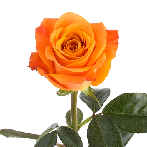 Orange Citrus Long Stem Roses (Add On) - Image 6