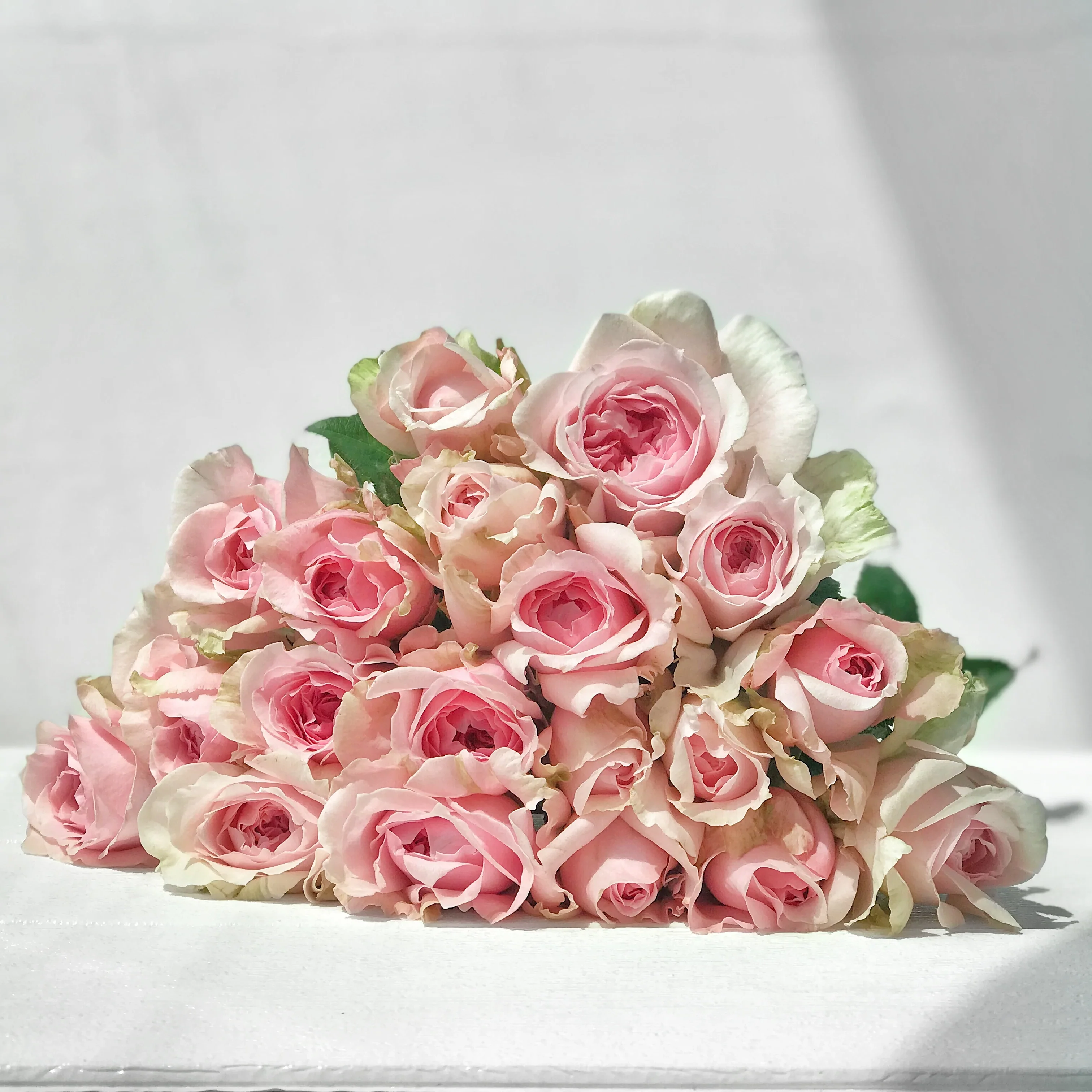 Pink Bi-Color Eyecatcher Long Stem Roses (Add On) - Image 2