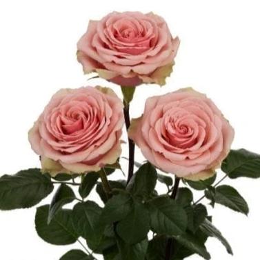 Pink Bi-Color Eyecatcher Long Stem Roses (Add On) - Image 3