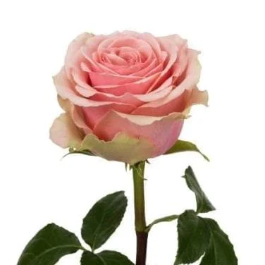 Pink Bi-Color Eyecatcher Long Stem Roses (Add On) - Image 4