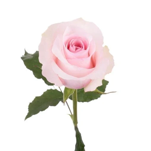 Pink Passion Long Stem Roses (Add-On) - Image 5