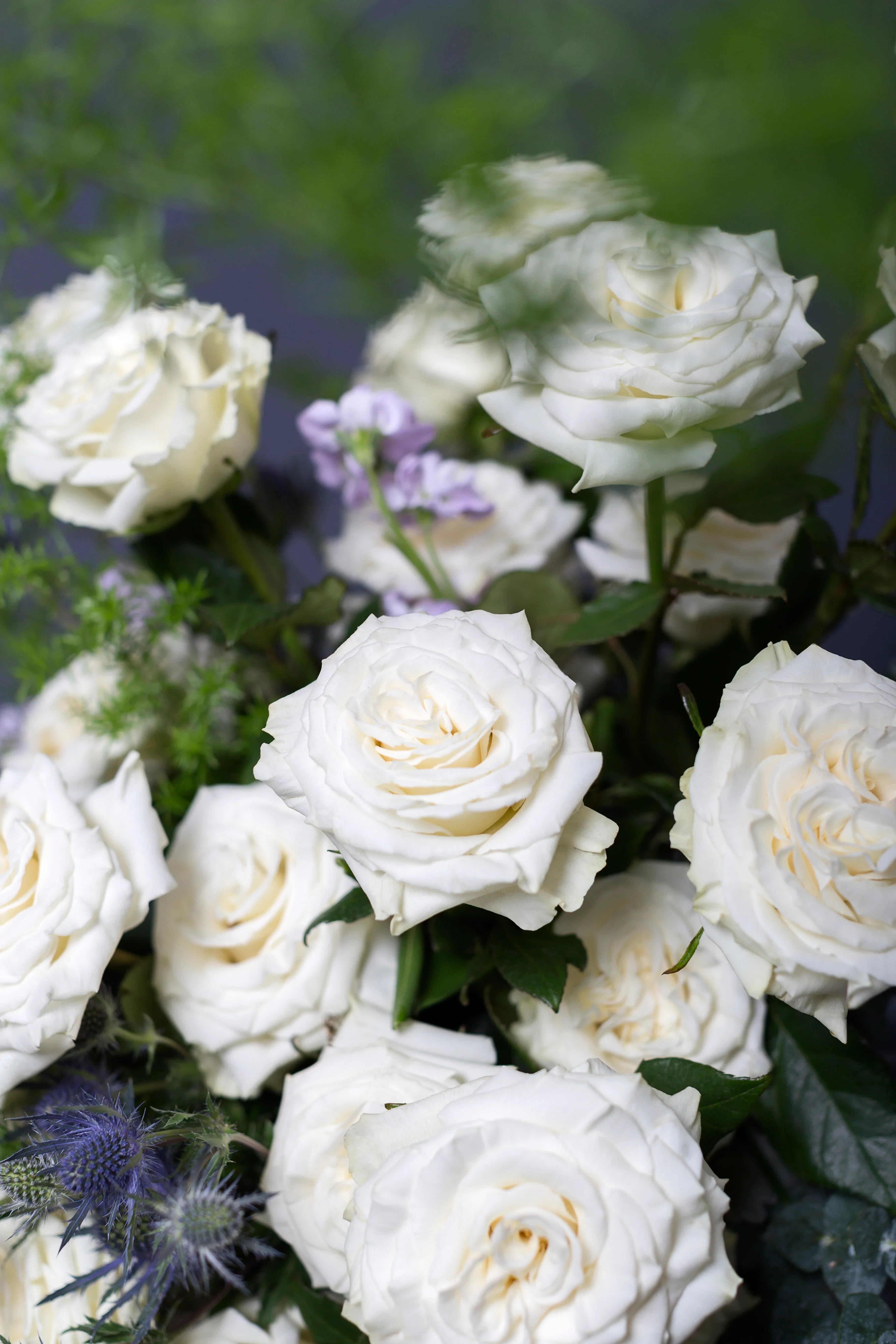 White Pure Long Stem Roses (Add-On) - Image 3