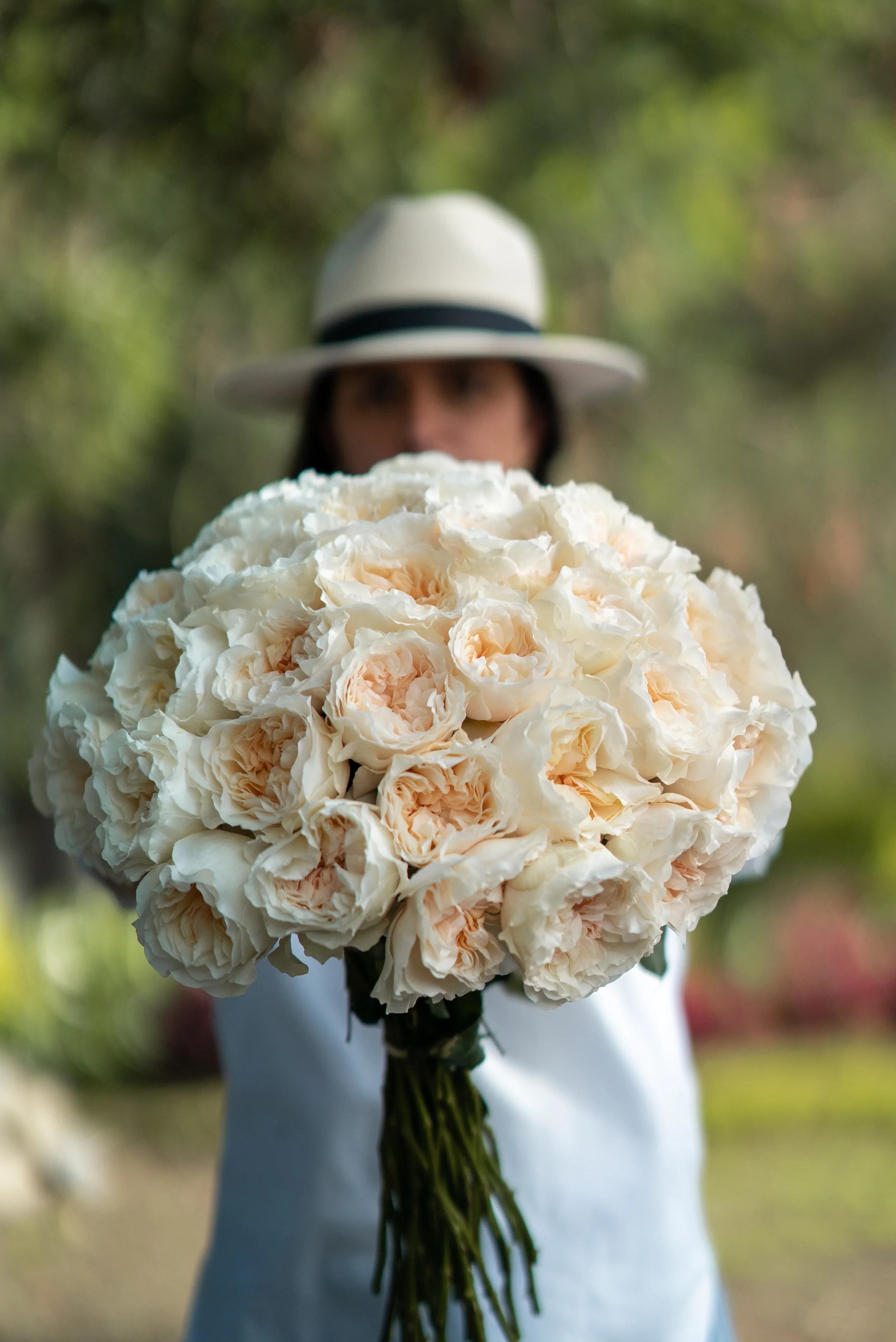White Pure Long Stem Roses (Add-On) - Image 5