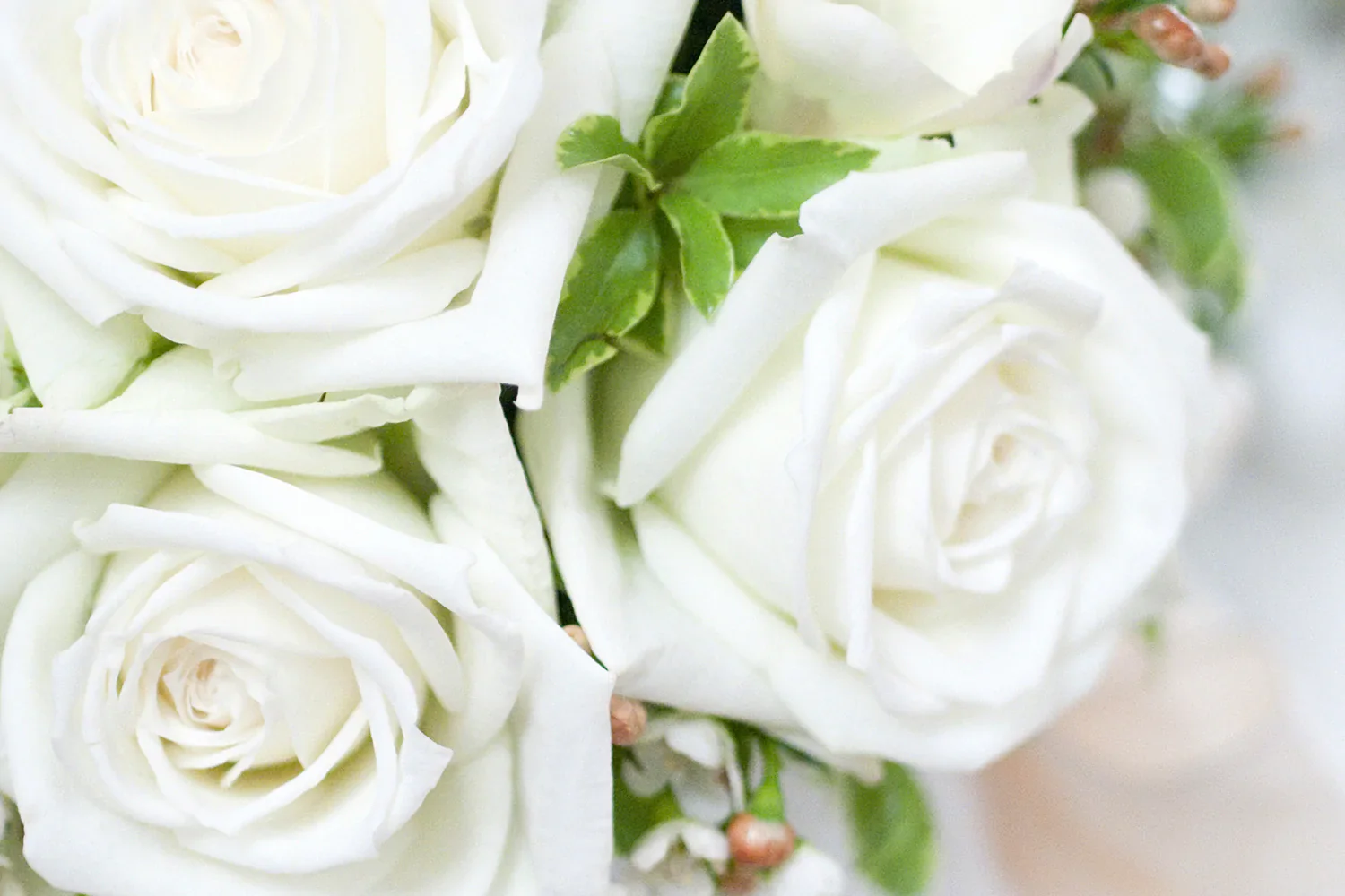 White Pure Long Stem Roses (Add-On) - Image 6