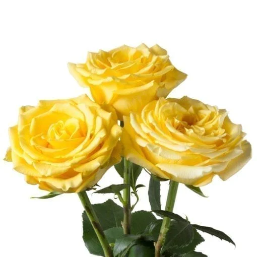 Yellow Bright Long Stem Roses (Add On) - Image 5