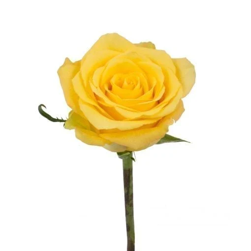 Yellow Bright Long Stem Roses (Add On) - Image 6